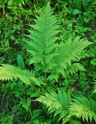 Attēlu rezultāti vaicājumam “Dryopteris expansa”