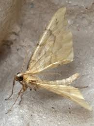 Attēlu rezultāti vaicājumam “Eulithis pyraliata”