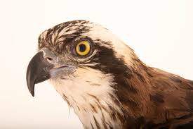 Attēlu rezultāti vaicājumam “Pandion haliaetus”