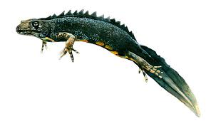 Attēlu rezultāti vaicājumam “Triturus cristatus”