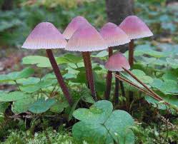 Attēlu rezultāti vaicājumam “Mycena haematopus”