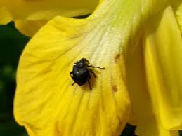 Attēlu rezultāti vaicājumam “Mononychus punctumalbum”