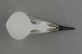 Image result for Anthus spinoletta