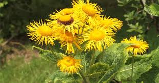 Attēlu rezultāti vaicājumam “Telekia speciosa flower”