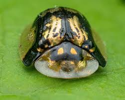 Attēlu rezultāti vaicājumam “Tortula lingulata macro”