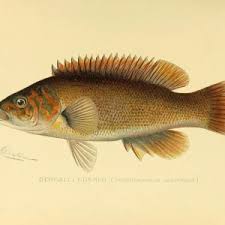 Image result for Tautogolabrus adspersus