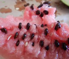 Attēlu rezultāti vaicājumam “Citrullus lanatus”