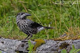 Attēlu rezultāti vaicājumam “Nucifraga caryocatactes”