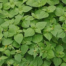 Attēlu rezultāti vaicājumam “Galinsoga quadriradiata”