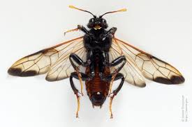 Attēlu rezultāti vaicājumam “Cimbex femoratus”