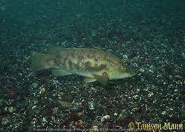 Image result for Labrus bergylta