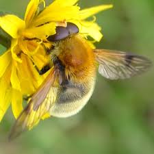 Attēlu rezultāti vaicājumam “Arctophila superbiens”