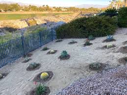Xeriscaping plants in Pahrump