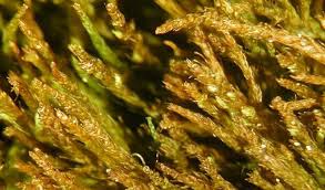 Attēlu rezultāti vaicājumam “Didymodon tophaceus sporophyte”