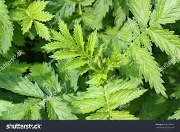 Image result for Agrimonia eupatoria