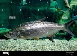 Image result for Megalops atlanticus