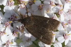 Attēlu rezultāti vaicājumam “Eriopygodes imbecilla”