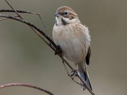 Image result for Emberiza pallasi