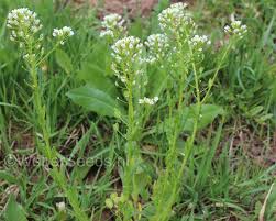 Attēlu rezultāti vaicājumam “Thlaspi arvense”
