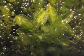 Attēlu rezultāti vaicājumam “Syntrichia papillosa”