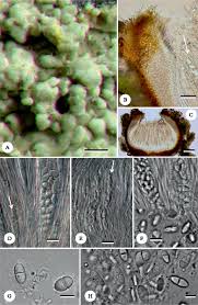 Attēlu rezultāti vaicājumam “Fellhanera subtilis”