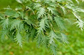 Attēlu rezultāti vaicājumam “Betula”