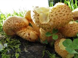 Attēlu rezultāti vaicājumam “Pholiota squarrosa”