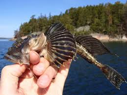 Image result for Myoxocephalus quadricornis