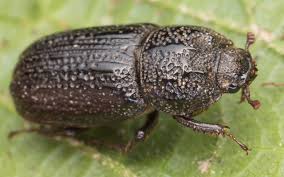 Attēlu rezultāti vaicājumam “Sinodendron cylindricum female”