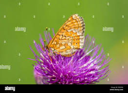 Attēlu rezultāti vaicājumam “Euphydrias aurinia underside”