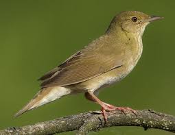 Image result for Locustella fluviatilis