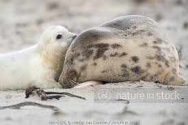 Image result for Halichoerus grypus