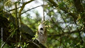 Attēlu rezultāti vaicājumam “Remiz pendulinus nest”