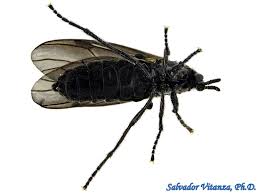 Attēlu rezultāti vaicājumam “Bibionidae female”