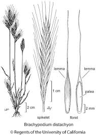Attēlu rezultāti vaicājumam “Brachypodium sylvaticum fruit”