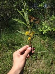 Attēlu rezultāti vaicājumam “Lysimachia thyrsiflora”
