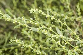 Attēlu rezultāti vaicājumam “Polygonum aviculare”