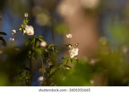 Attēlu rezultāti vaicājumam “Isopyrum thalictroides flower”