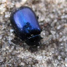 Attēlu rezultāti vaicājumam “Agelastica alni”