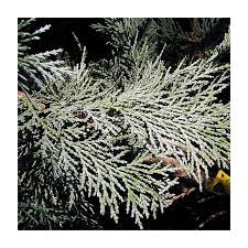 Attēlu rezultāti vaicājumam “Chamaecyparis lawsoniana”