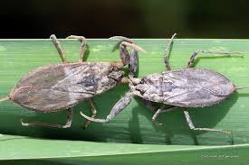 Attēlu rezultāti vaicājumam “Nepa cinerea nymph”