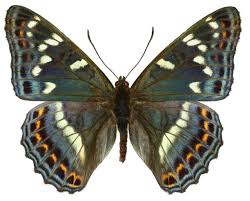 Attēlu rezultāti vaicājumam “Limenitis populi”