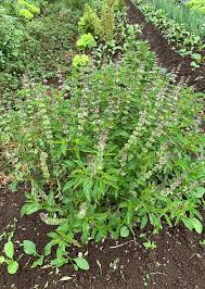 Image result for Ocimum basilicum