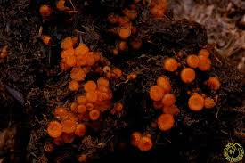 Attēlu rezultāti vaicājumam “Cheilymenia stercorea”