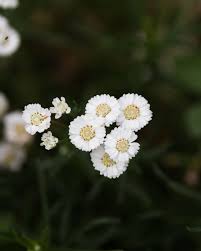 Attēlu rezultāti vaicājumam “Achillea ptarmica”