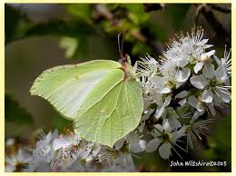 Attēlu rezultāti vaicājumam “Gonepteryx rhamni female”