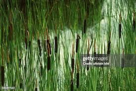 Image result for Rohrkolben