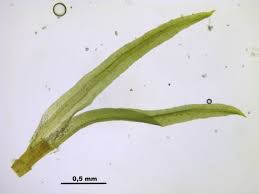 Attēlu rezultāti vaicājumam “Rhabdoweisia fugax”