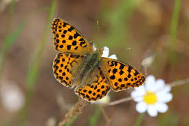 Attēlu rezultāti vaicājumam “Issoria lathonia underside”
