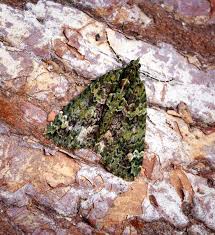 Attēlu rezultāti vaicājumam “Chloroclysta siterata”